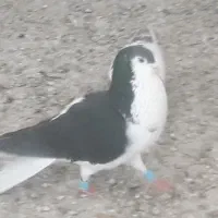 شانزده تا نر شهری پرشی