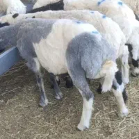 کره چاق  حتکن