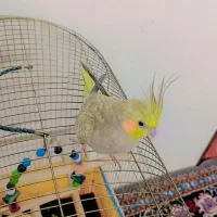 عروس هلندی ناز