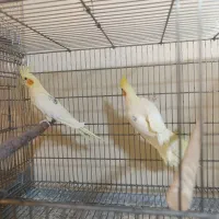 عروس هلندی