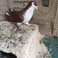 شهری
