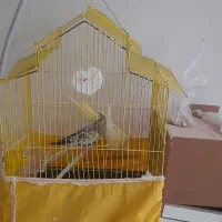 عروس هلندی