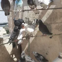 کفتر تعداد