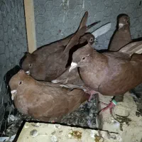 سرخ دم سفید