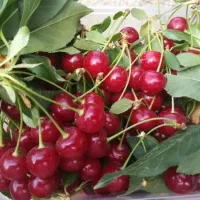 آلبالو تر و تمیز