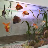 آکواریوم با ماهی