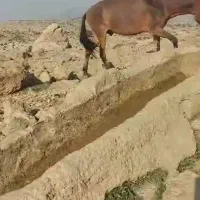 قاطراروم سواری باری۴سال