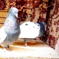 کبوتر کفتر.سینه سیاه کلایی.