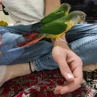 گرینچیک و عروس هلندی