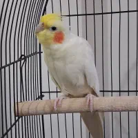 عروس هلندی جفت
