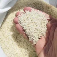 برنج طارم فریدونکنار  کشت دوم اعلا