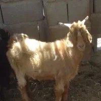 چپشت چاق