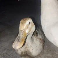 اوردک