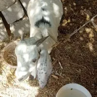 گوسفند