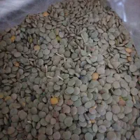 عدس محلی زود پز بدون زره ای سم