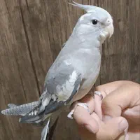 عروس هلندی نر ۶ ماهه