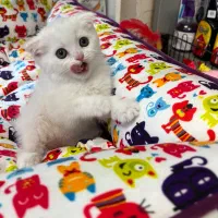 گربه های اسکاتیش و بریتیش