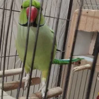 طوطی ملنگو نر یک ساله