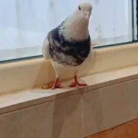 طوقی نر شکلاتی