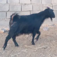 سلام فروش بز زایده