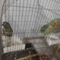 طوطی