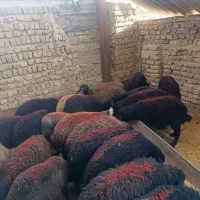 بره ومیش فروشی