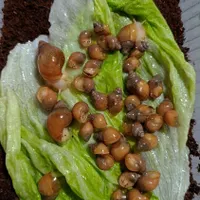 حلزون طبی|خزنده|کرج, باغستان|دیوار