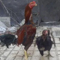 خروس لاری ترک