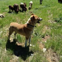 سگ گله ای|سگ|موچش, |دیوار