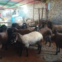 بره نر