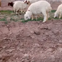 سلام 6عددبره خوب سرحال بفروش می‌رسد قیمت مناسب