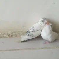 جوجه یک ماهه بسیار زیبا