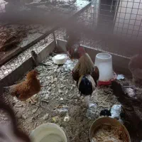 مرغ وخروس