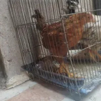 مرغ  و خروس