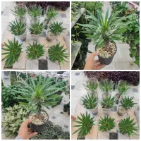 نخل ماداگاسکار کاکتوس خاکبرگ شامادورا استند گلدان