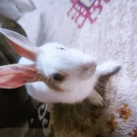 خرگوش بالغ با وسایل