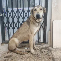 سگ عراقی ماده