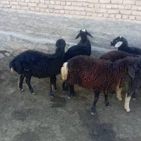 شش راس بره