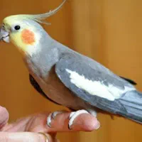 پیدا شده