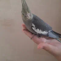 جوجه عروس هلندی۴۰روزه
