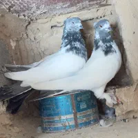 یک جفت کبوترکله دم سبزه کاکلی