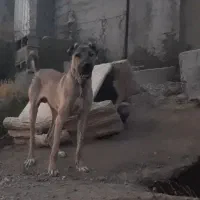 سگ سرابی ۱۰ ماهه.