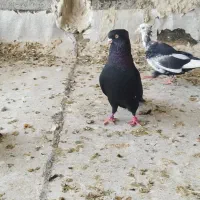 زاغ آبادانی