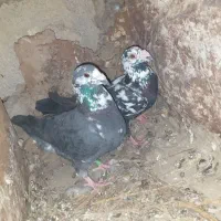 کبوتر جوگی