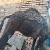 بعلبون چاق هم برا کشتار خوبه هم برا داشت