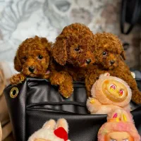 توله سگ Dog توی پودل ۶۵ روز وارداتی رد red دارک رد
