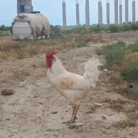 فروش خروس